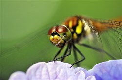 Объектив Tokina AT-X M100 F2.8 D Macro C/AF (100mm) для Canon - фото 108928