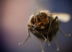 Объектив Tokina AT-X M100 F2.8 D Macro C/AF (100mm) для Canon - фото 108930