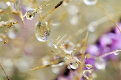 Объектив Tokina AT-X M100 F2.8 D Macro C/AF (100mm) для Canon - фото 108931