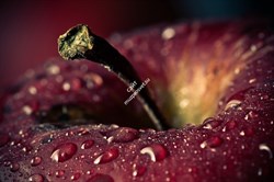Объектив Tokina AT-X M100 F2.8 D Macro N/AF-D (100mm) для Nikon - фото 108938